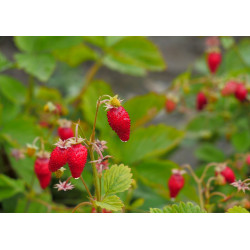 Wild strawberries - edible...