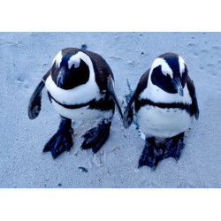 African penguins - Edible...