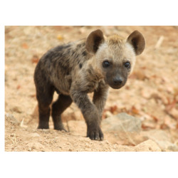 Hyena cub - Edible cake topper