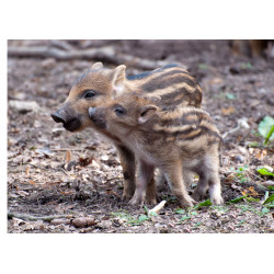 Wild boar piglets - Edible...