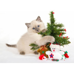 Kitten and Christmas...