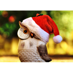 Christmas owl - edible cake...