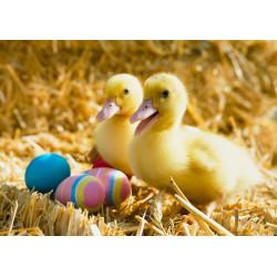 Easter - Ducklings - edible...
