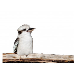 Bird Kookaburra - Edible...