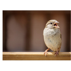Bird Sparrow - Edible cake...