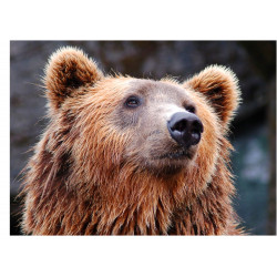 Brown Bear Face - Edible...