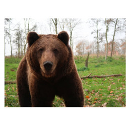 Brun björn - En ätbar...