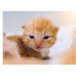 Cat Ginger Kitten - Edible...