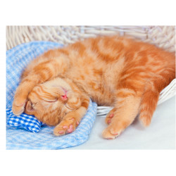 Kattungen sover - En ätbar...