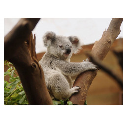 Koala - Edible cake topper