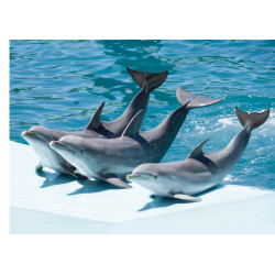 Delfiner - En ätbar...