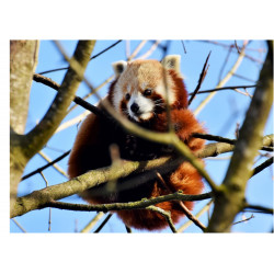 Röd panda - En ätbar...