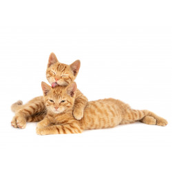 Cat Orange duo - Edible...