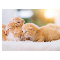 Cats Ginger Kittens -...