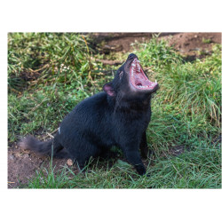 Tasmanian Devil roar -...