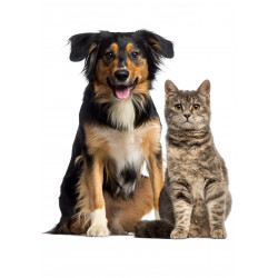 Pets Dog and Cat Posing -...