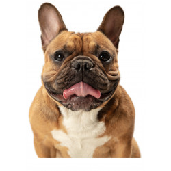 Dog Brown French Bulldog -...