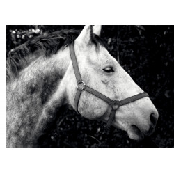 Horse Closeup Grayscaled -...