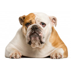 Hundbild Bulldog porträtt -...