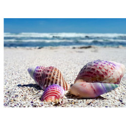Seashells on the beach - edible cake topper