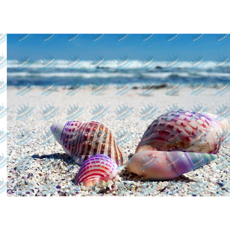 Seashells on the beach - edible cake topper