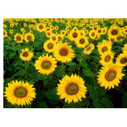 Sunflowers - Edible cake topper