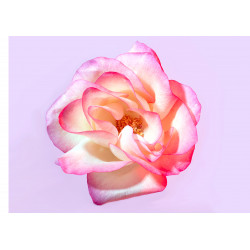 A pink rose for you - Edible cake topper