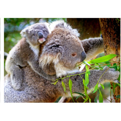 Koala - Edible cake topper