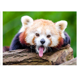 Red panda - Edible cake topper