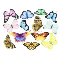 Colorful Butterflies -...