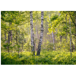 Midsummer birches - Edible...
