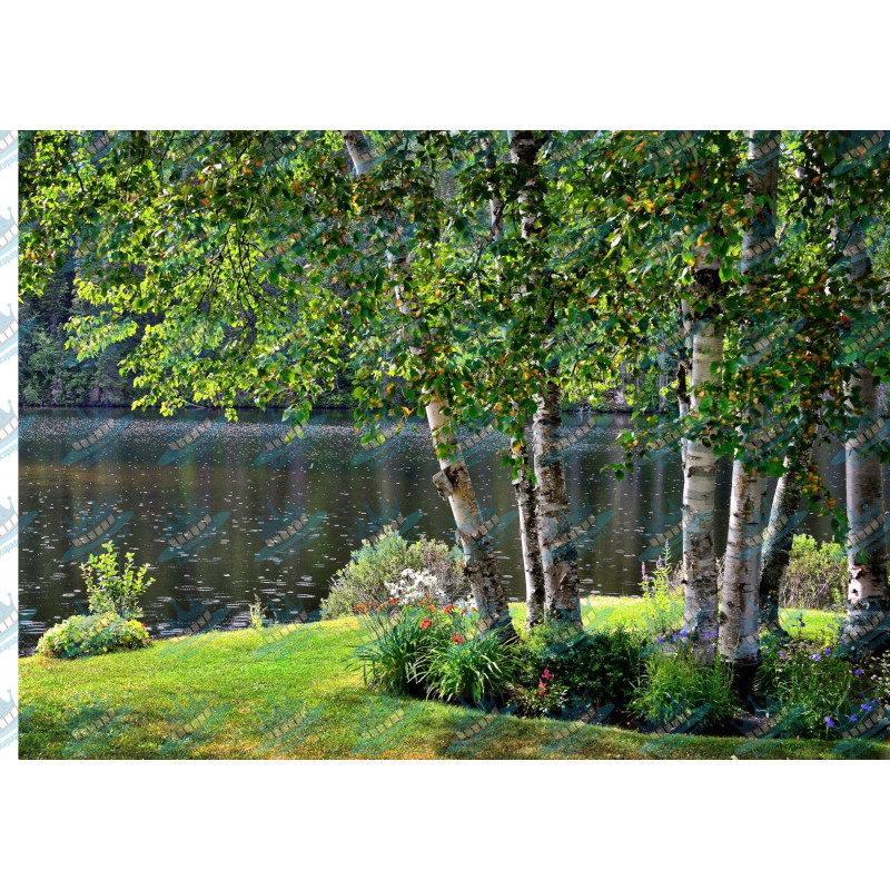 Midsummer's birches